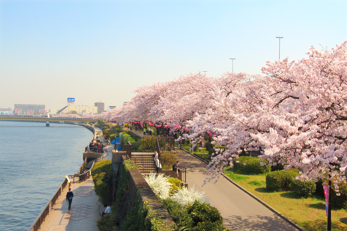 Công viên Sumida - 1 trong 100 địa điểm ngắm hoa anh đào đẹp nhất Nhật Bản!  - Sugoi | Trang tin tức Nhật Việt